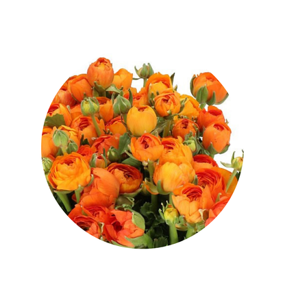 9 Rununkuls Orange