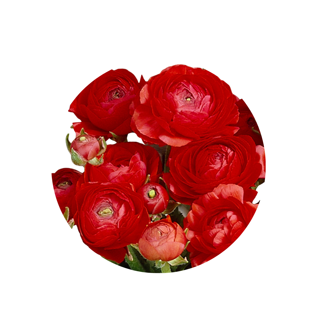 9 Rununkuls Red