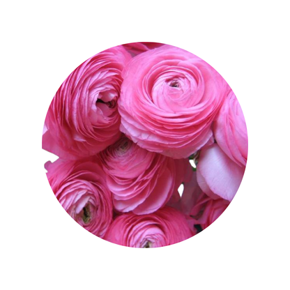 9 Rununkuls Dark Pink