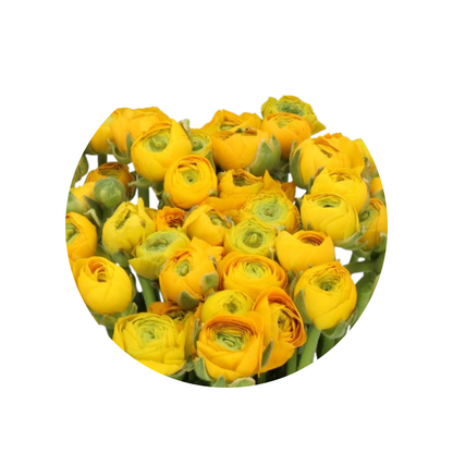 9 Rununkuls Yellow