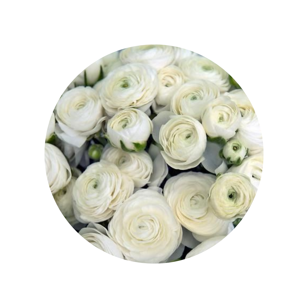 9 Rununkuls White