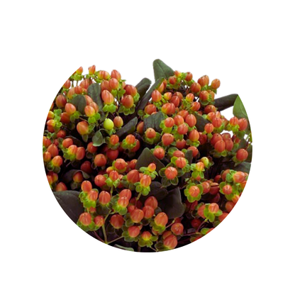 9 Hiperikums Globo Coral
