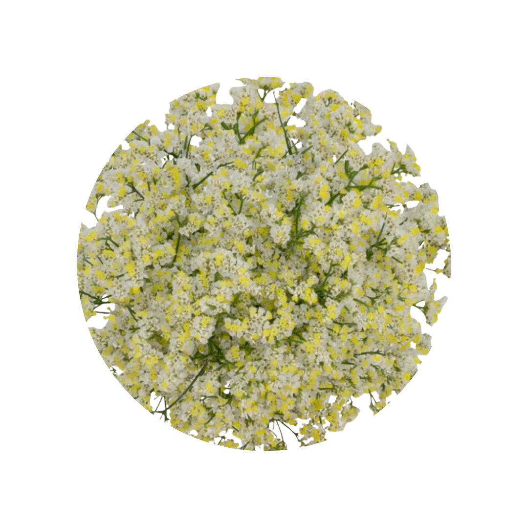 9 Limonija sinense Pina Colada