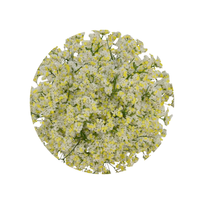 9 Limonija sinense Pina Colada