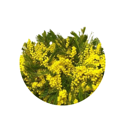 9 Acacia Baileya