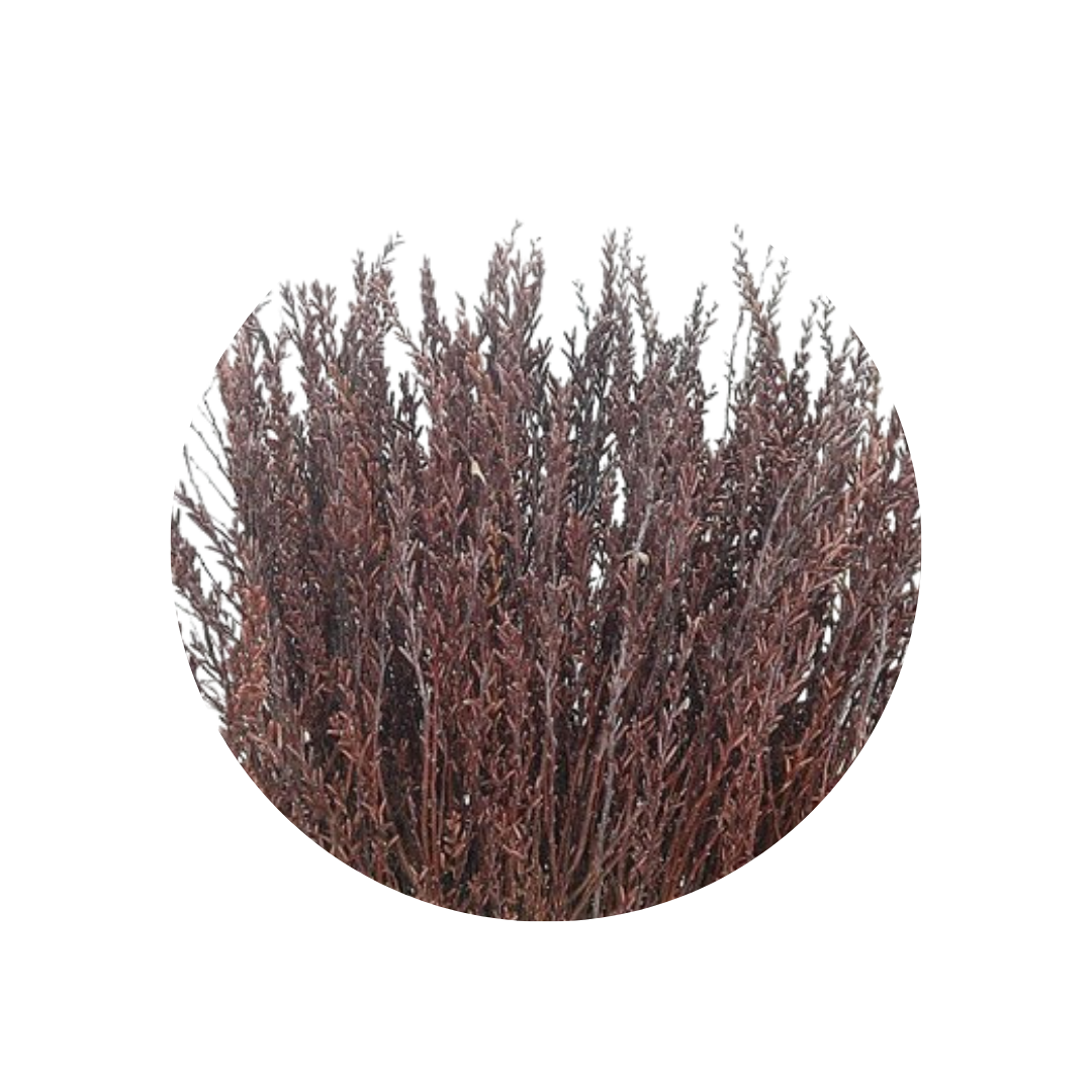 9 Myrica Gale
