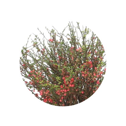 9 Chaenomeles Superba