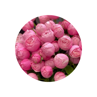 9 Silva Pink