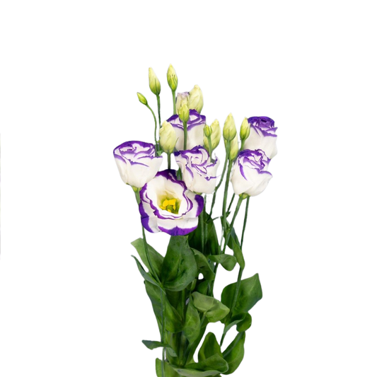 9 Lizante Rosi Blue Pico