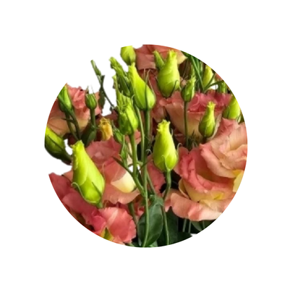 9 Lizante G Sabrina Orange