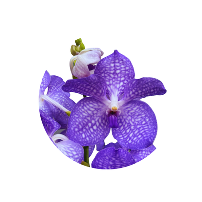 8 Orhideja Kan Angelite