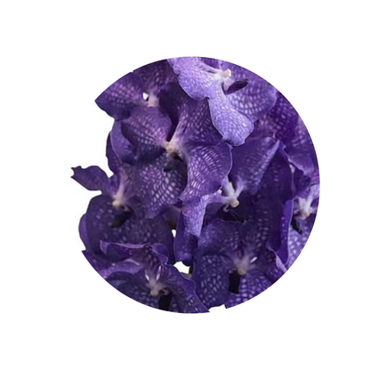 8 Orhideja Kan Mag Blue