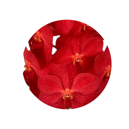 8 Orhideja Kan Magic Red