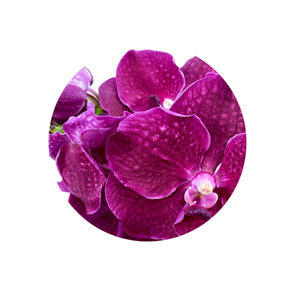 8 Orhideja Ni Crimso Love