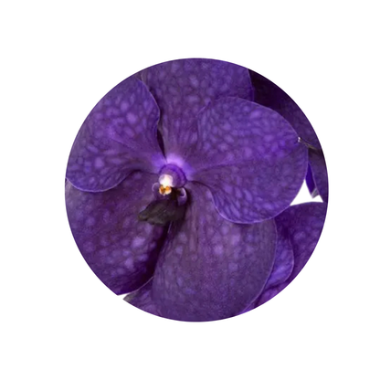 8 Orhideja Ni Deep Blue