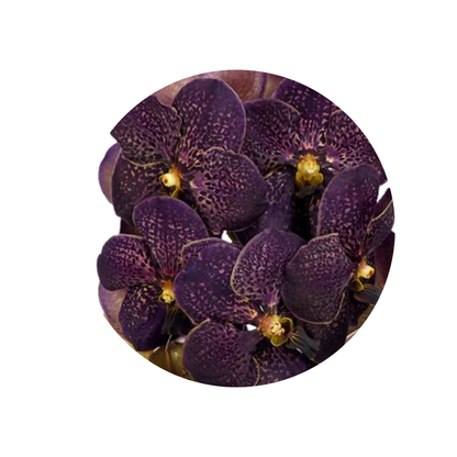 8 Orhideja Su Choc Brown