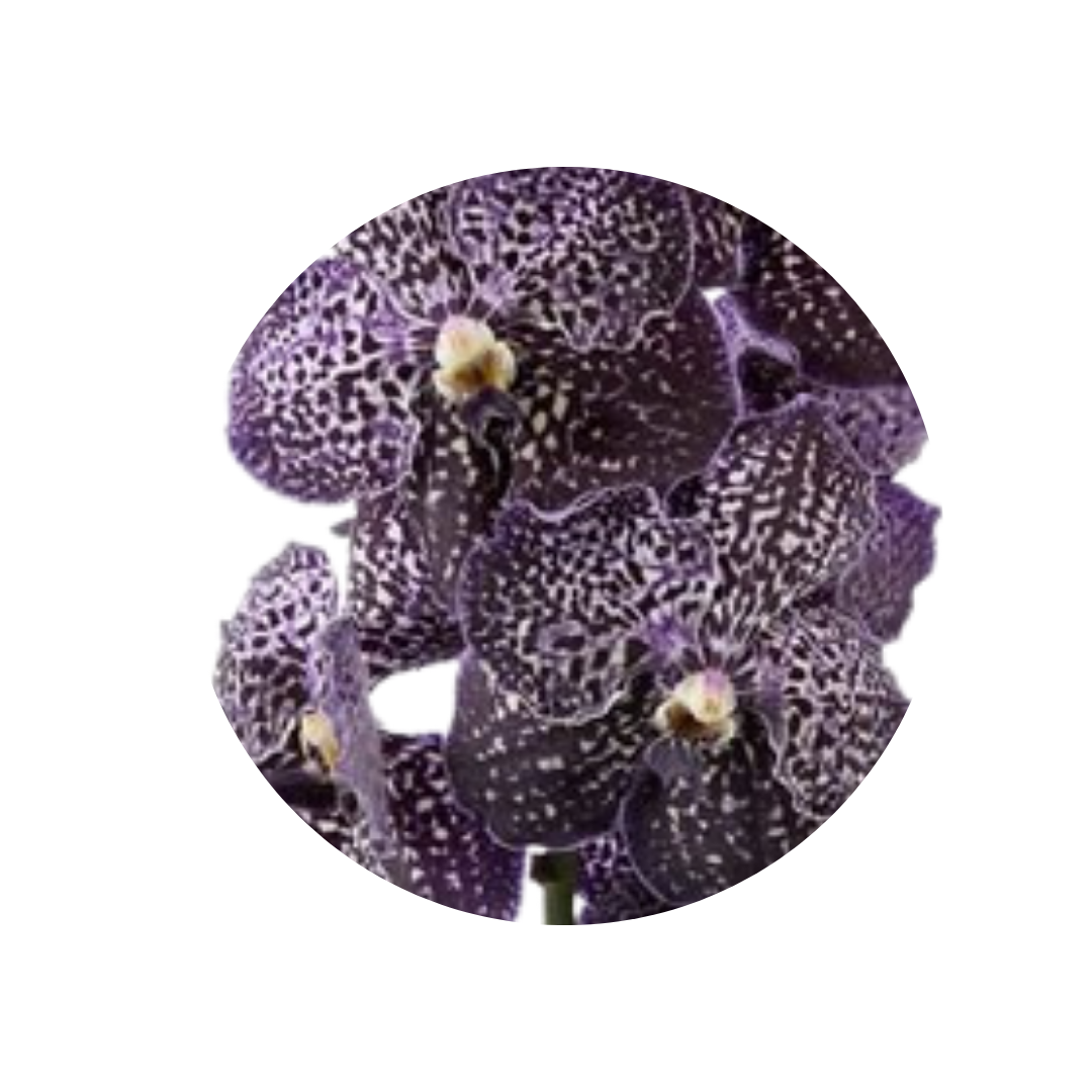 8 Orhideja Su Jeff Leatha