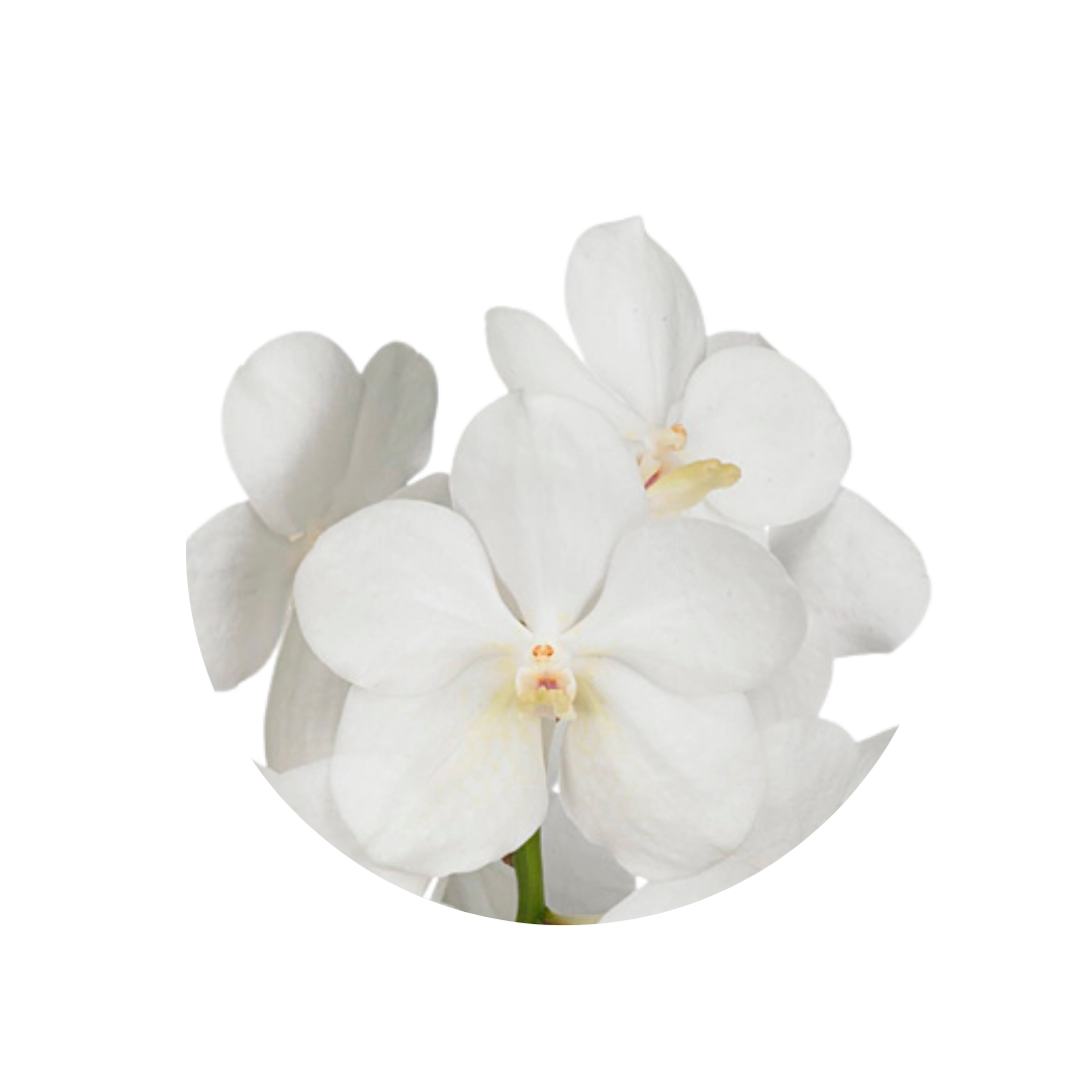 8 Orhideja Tayan Opal Whi
