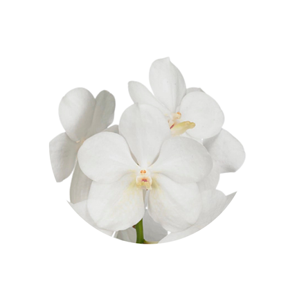 8 Orhideja Tayan Opal Whi