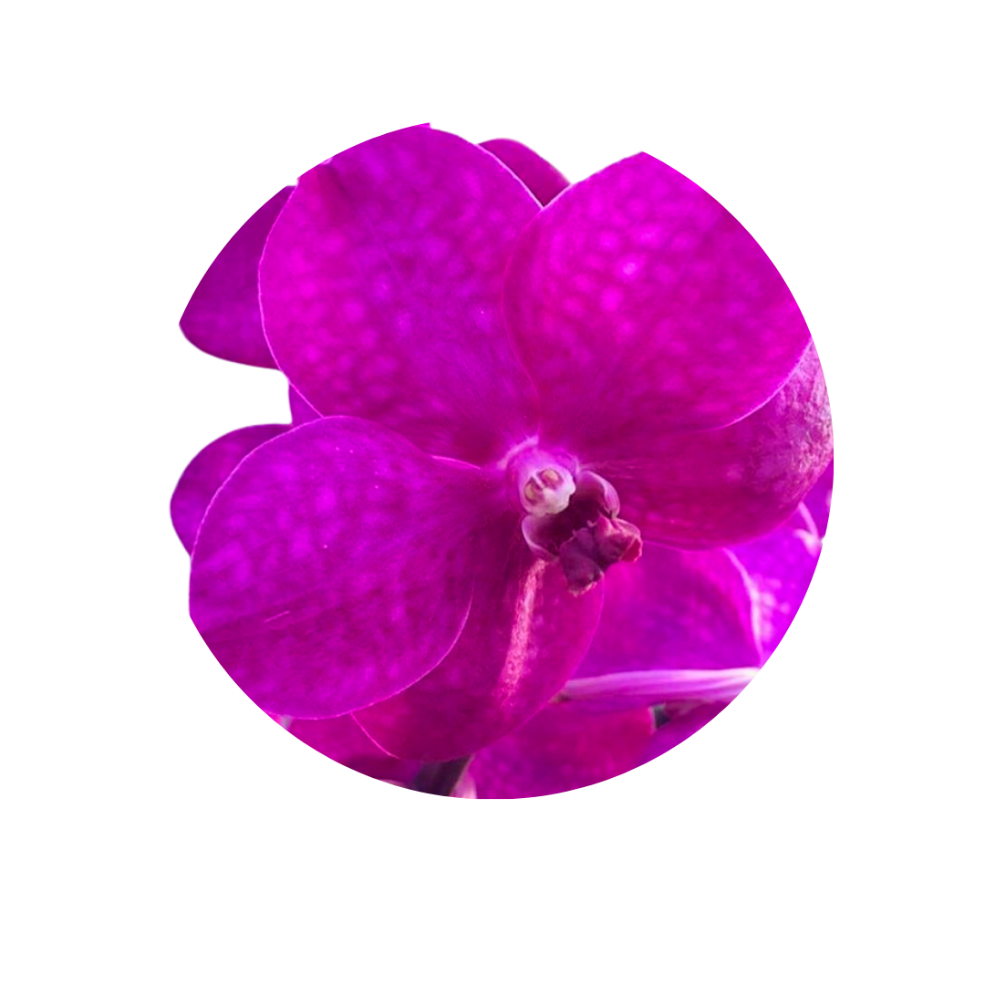 8 Orhideja  TAYANEE CERISE