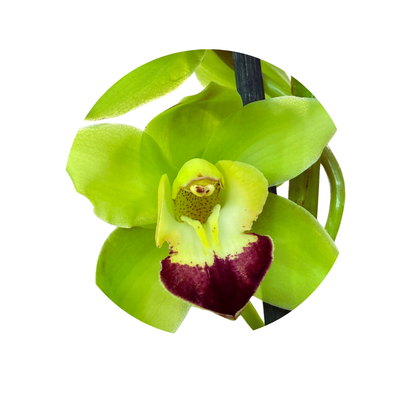 5 Orhideja  Green Rock