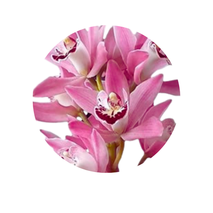 5 Orhideja  Mi Bubblegum