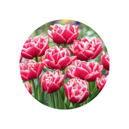 6 Tulpes OV Dubbel podiņi