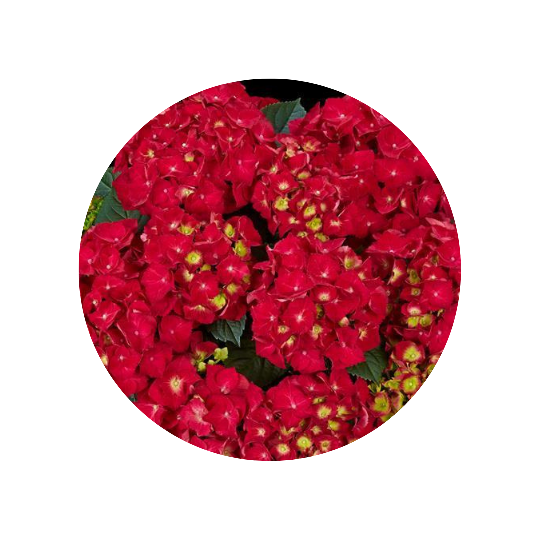 Hortenzija Speedy Red