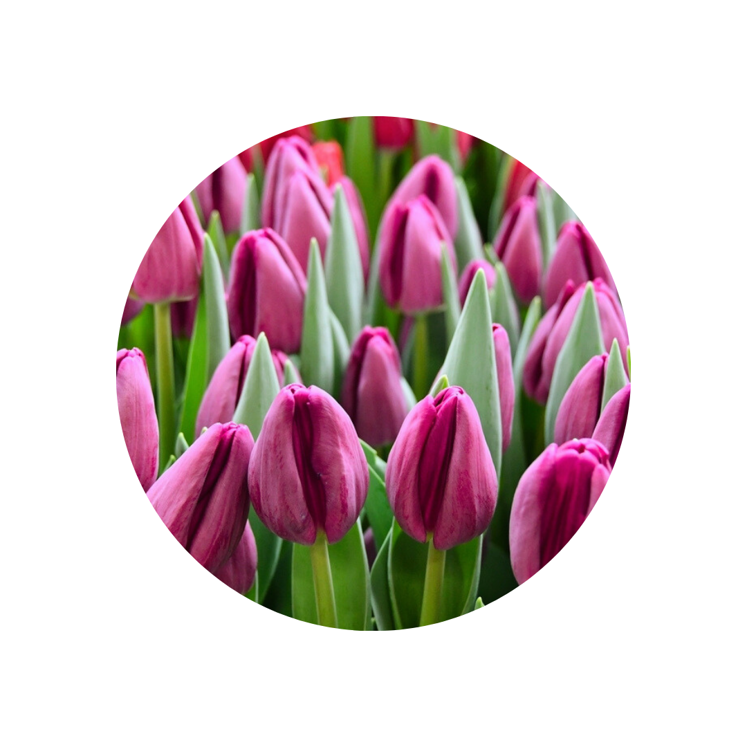 9 Tulpe Bullit