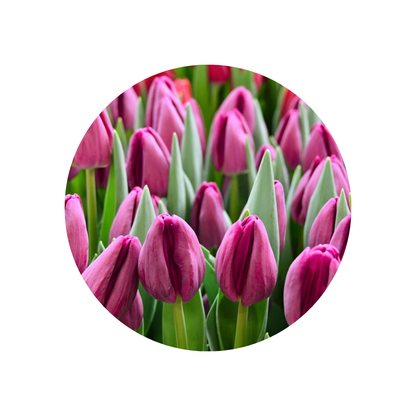 9 Tulpe Bullit