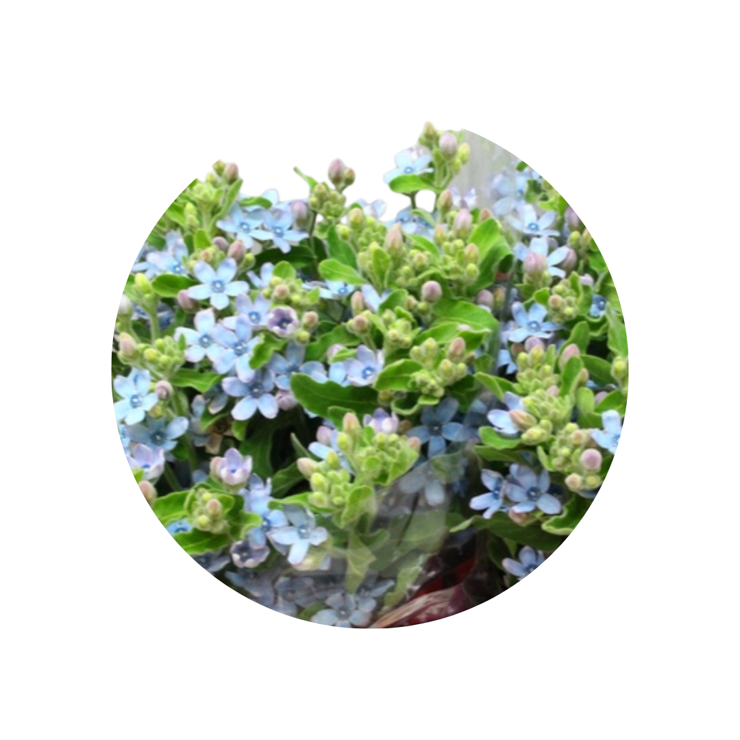 9 Neaizmirstulīte TAN PURE BLU