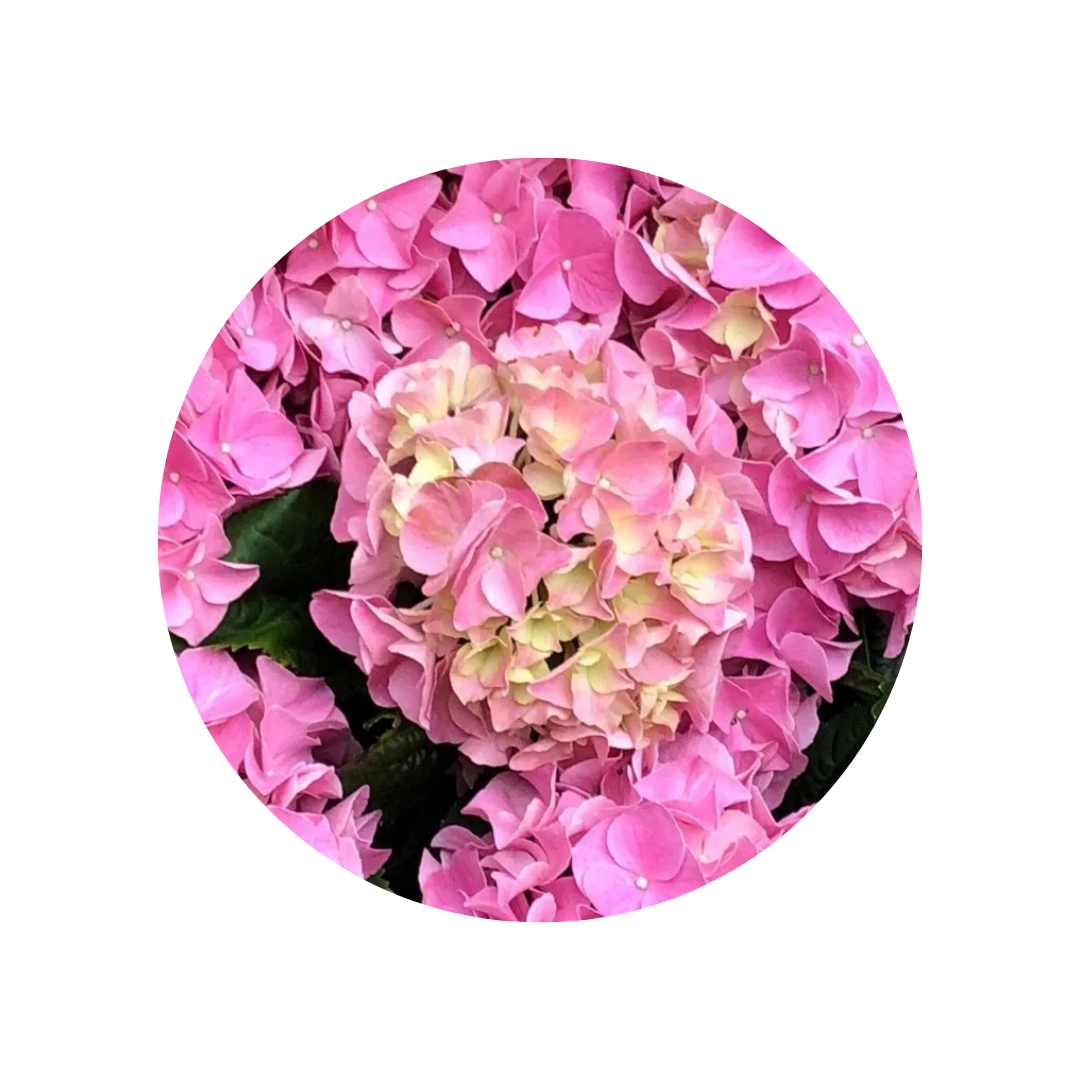 Hortenzija Early Rosa