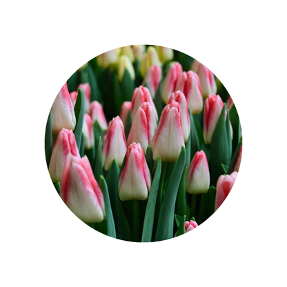 9 Tulpe Pulitzer