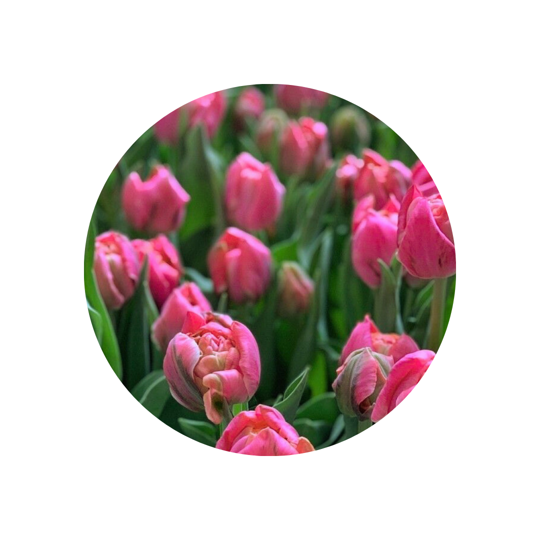 9 Tulpe Ardour