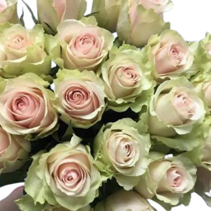 9 Roze Frutteto
