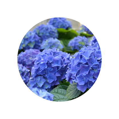 Hortenzija Early Blue