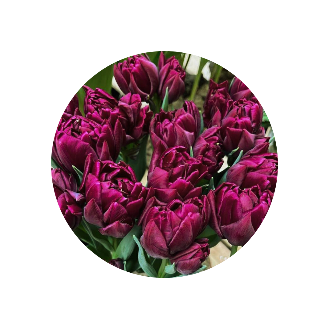 9 Tulpe Alison Bredley