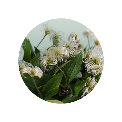 9 Klematis Amazing Kibo