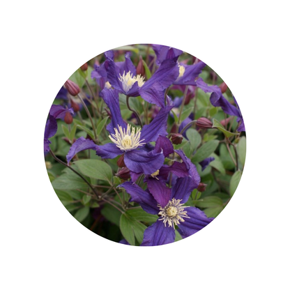 9 Klematis Blue Pirouette