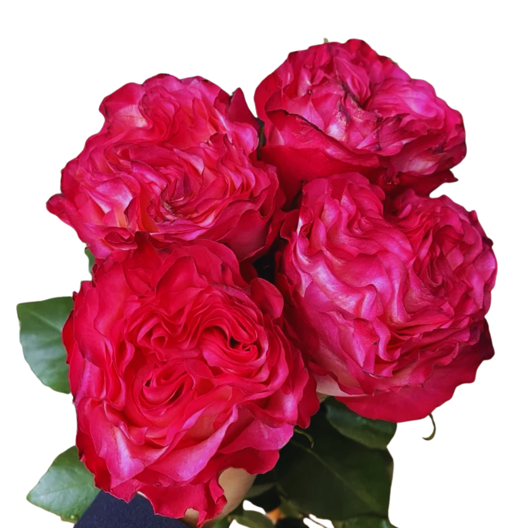 9 Roze Enchantment