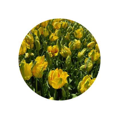9 Tulpe Cour Parrot