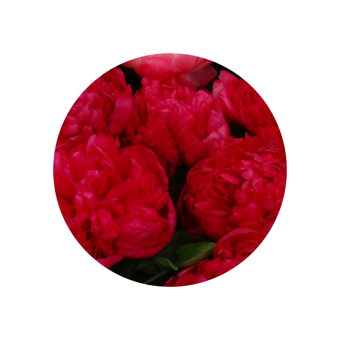 Peonija Command Performance