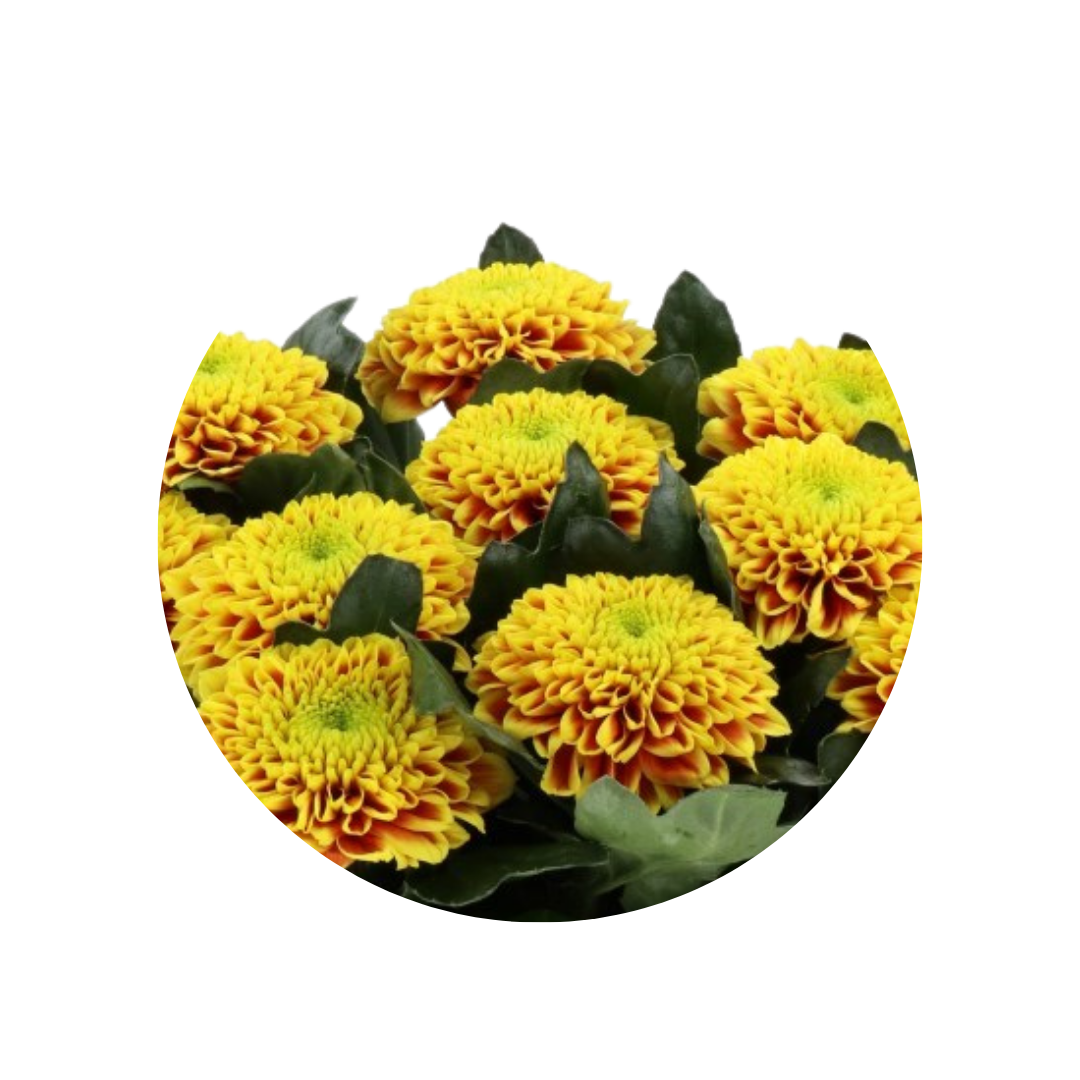 9 Krizantēma Tropicana