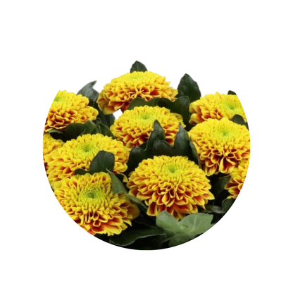 9 Krizantēma Tropicana