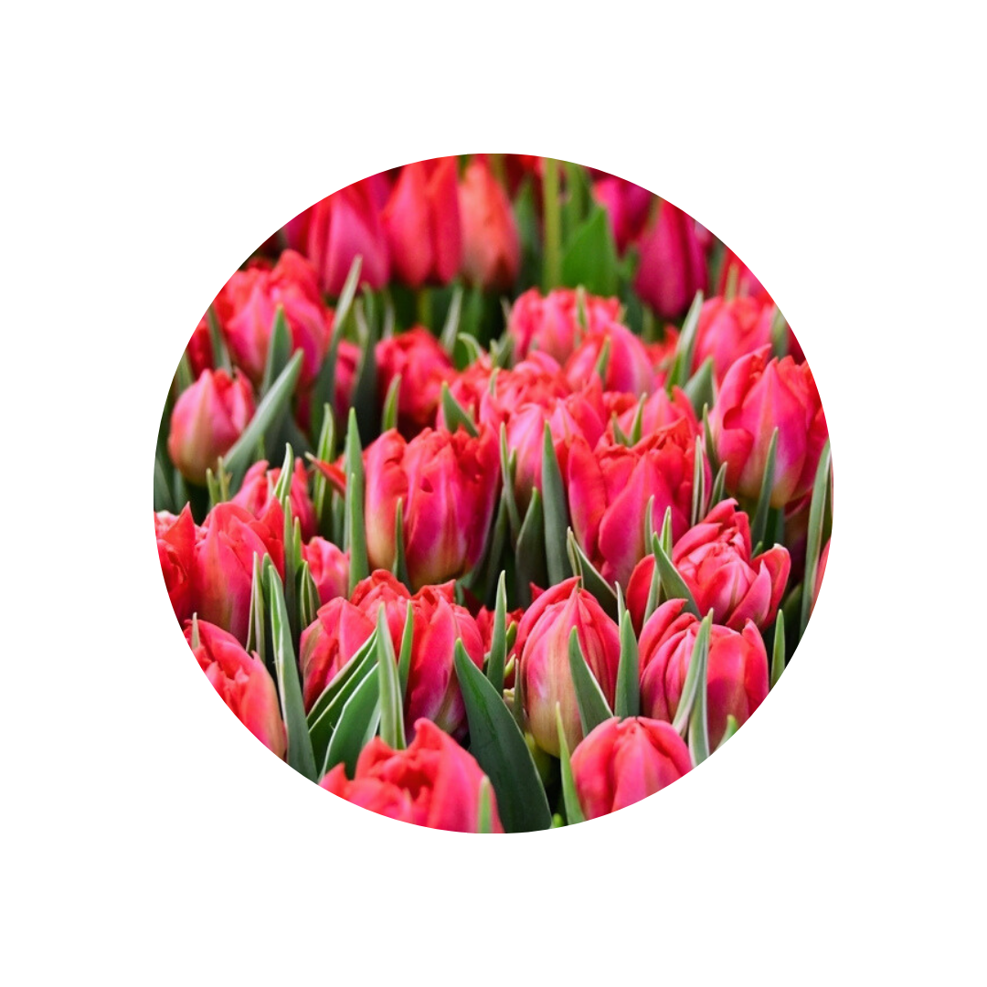 9 Tulpe Flash Point