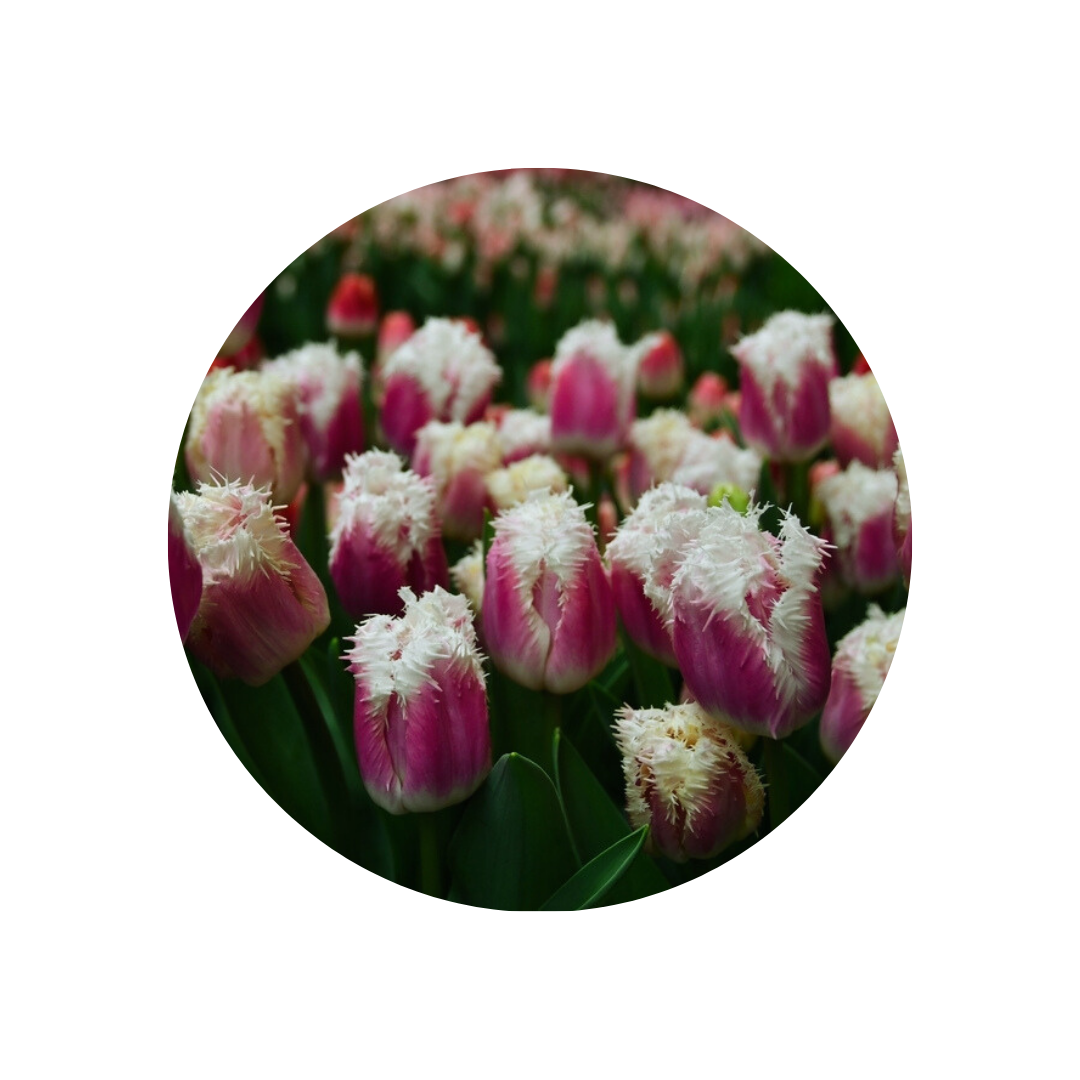 9 Tulpe Hawaii