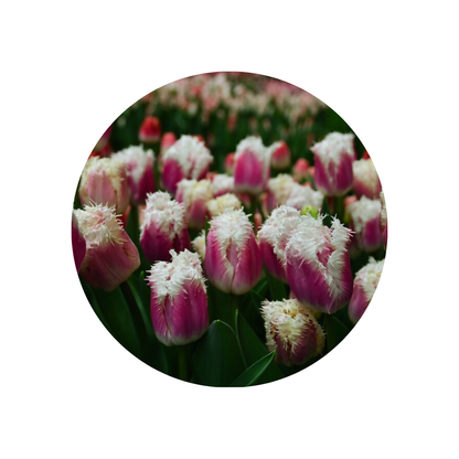 9 Tulpe Hawaii