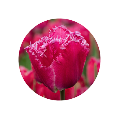 9 Tulpe Katie Melua