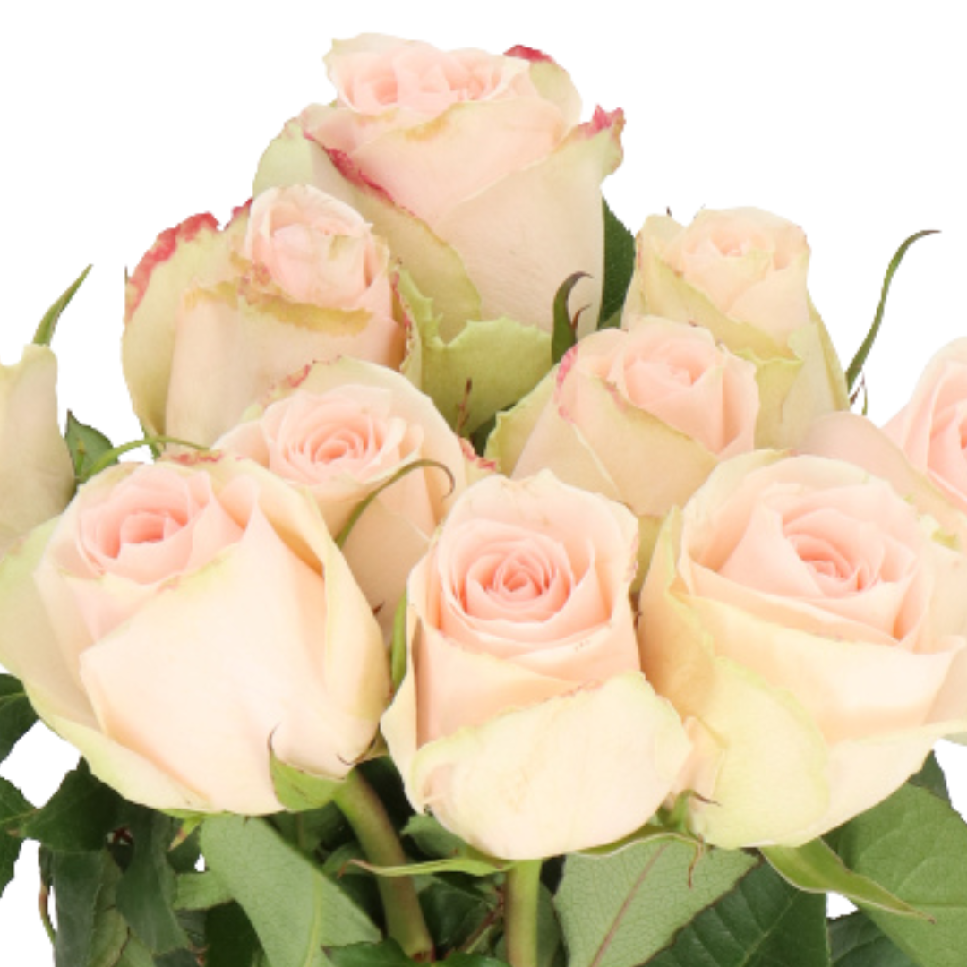 9 Roze High &Bridal