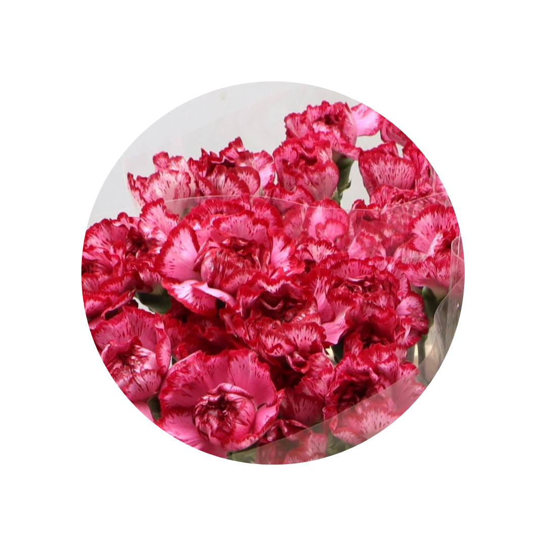 9 Diantus Bacarat Purpl